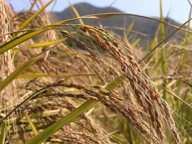 古代食くろご 千年前の食品舎 120g×3個セット
