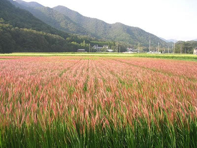 国産雑穀 赤米 750g(250g×3袋)農薬不使用「がんこおやじのもち赤米」