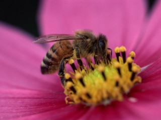 国産 はちみつ 500g 天然百花蜜 非加熱 兵庫県産蜂蜜 六甲山ハチミツ あす楽対応