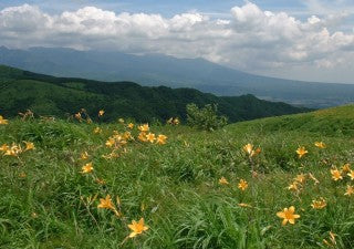 国産 はちみつ 500g×3個 送料無料 天然百花蜜 非加熱 兵庫県産蜂蜜 六甲山ハチミツ あす楽対応